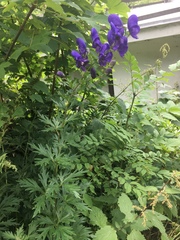 Aconitum plicatum