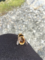 Cephenemyia stimulator