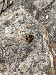 Cephenemyia stimulator