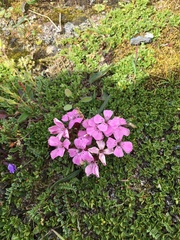 Dianthus glacialis