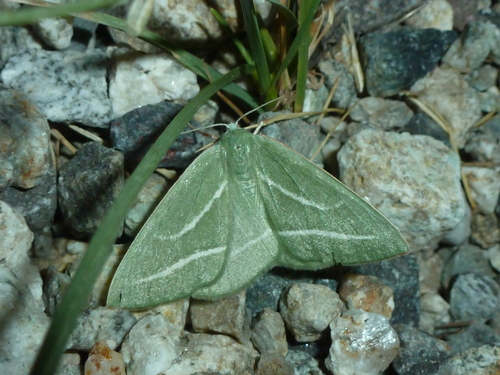Hylaea pinicolaria