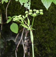 Angelica triquinata