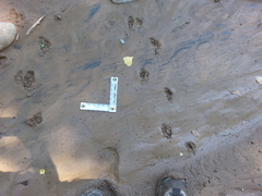 Lithobates yavapaiensis