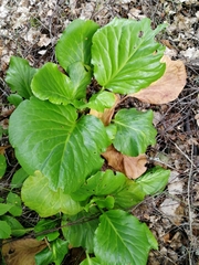 Bergenia crassifolia