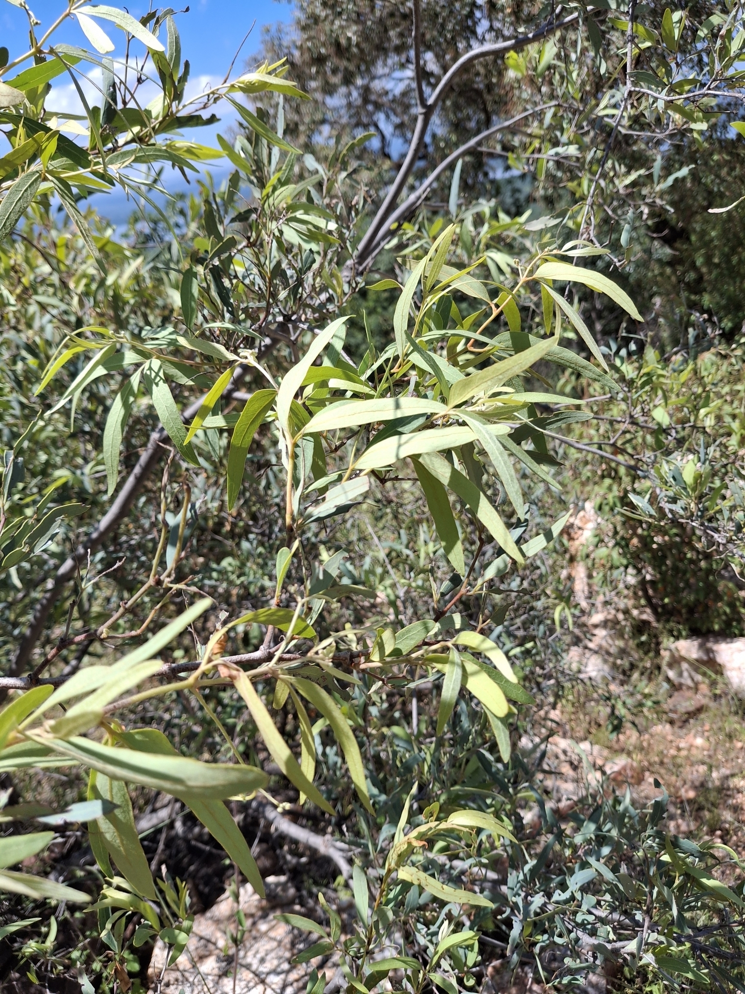 Imagem de Cipó-uva