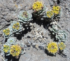 Draba nivicola
