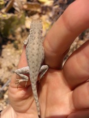 Sceloporus merriami