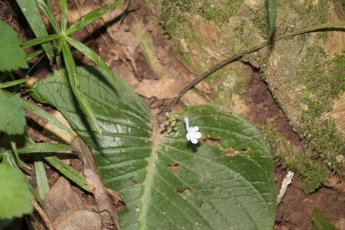 Streptocarpus confusus, photograph 1