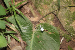 Streptocarpus confusus, photograph author not stated, no rights reserved