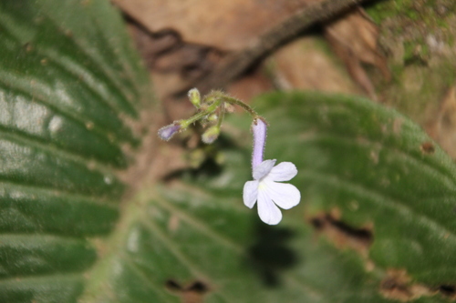 Streptocarpus confusus, photograph 2