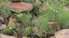 Chaetopappa ericoides