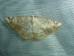 Stegania trimaculata