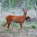 Eastern Roe Deer - Photo (c) Andrey Giljov, some rights reserved (CC BY-SA)