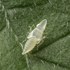 Evacanthinae