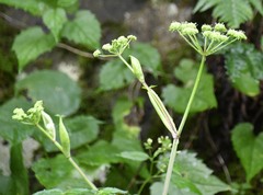 Angelica triquinata