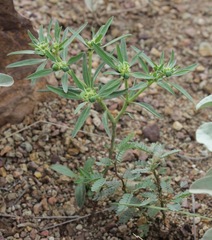 Euphorbia exstipulata