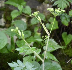 Angelica triquinata