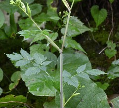Angelica triquinata