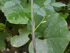 Angelica triquinata