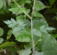 Angelica triquinata