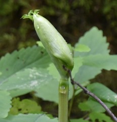 Angelica triquinata
