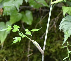 Angelica triquinata