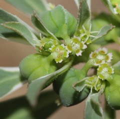 Euphorbia exstipulata
