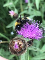 Bombus bohemicus
