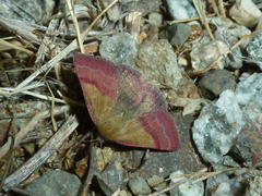 Phytometra viridaria