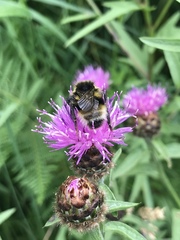 Bombus bohemicus