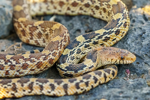 Mexican Bull Snake
