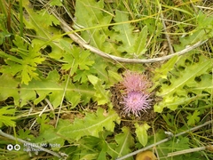 Cirsium acaule esculentum