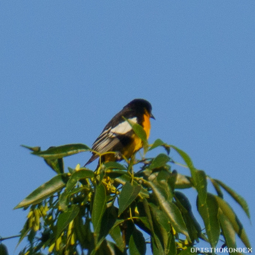 Black-backed Oriole (Icterus abeillei), photo 10