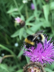 Bombus bohemicus