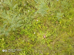 Cirsium acaule esculentum