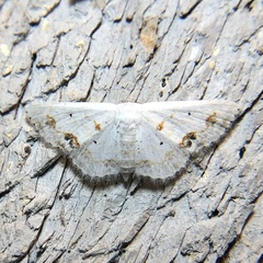 Scopula lautaria