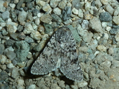 Acronicta euphorbiae