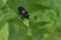 Microrhopala excavata