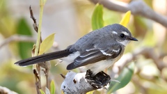 Rhipidura phasiana
