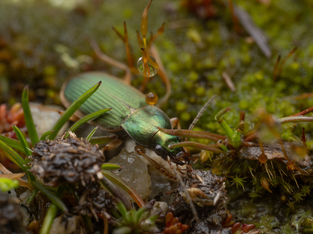 Chlaenius olivieri