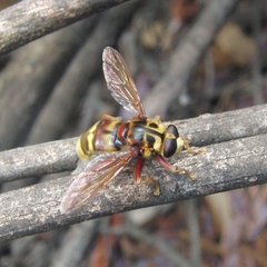 Milesia crabroniformis