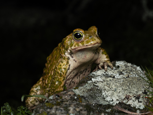 Natterjack Toad