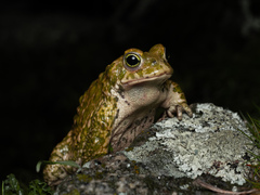 Natterjack photo 4