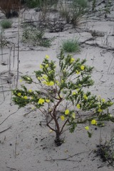 Oenothera berlandieri berlandieri