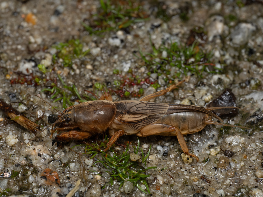 Vineyard Mole-cricket