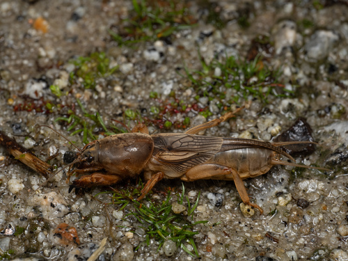Vineyard Mole-cricket