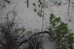 Oenothera berlandieri berlandieri