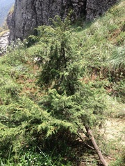 Juniperus monticola monticola