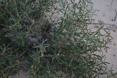 Stillingia sylvatica