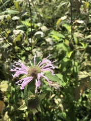 Monarda fistulosa